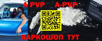 стафф Кингисепп